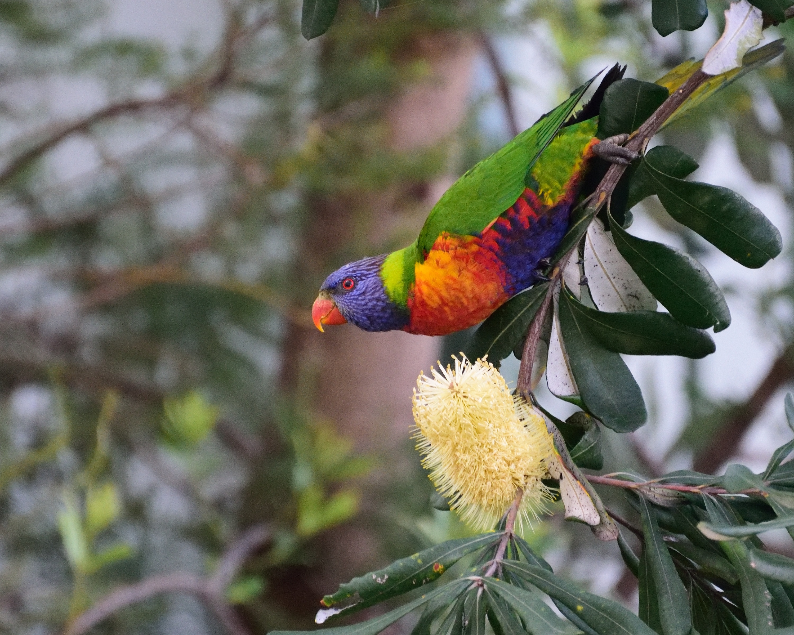 Parrot and banksia - Roger