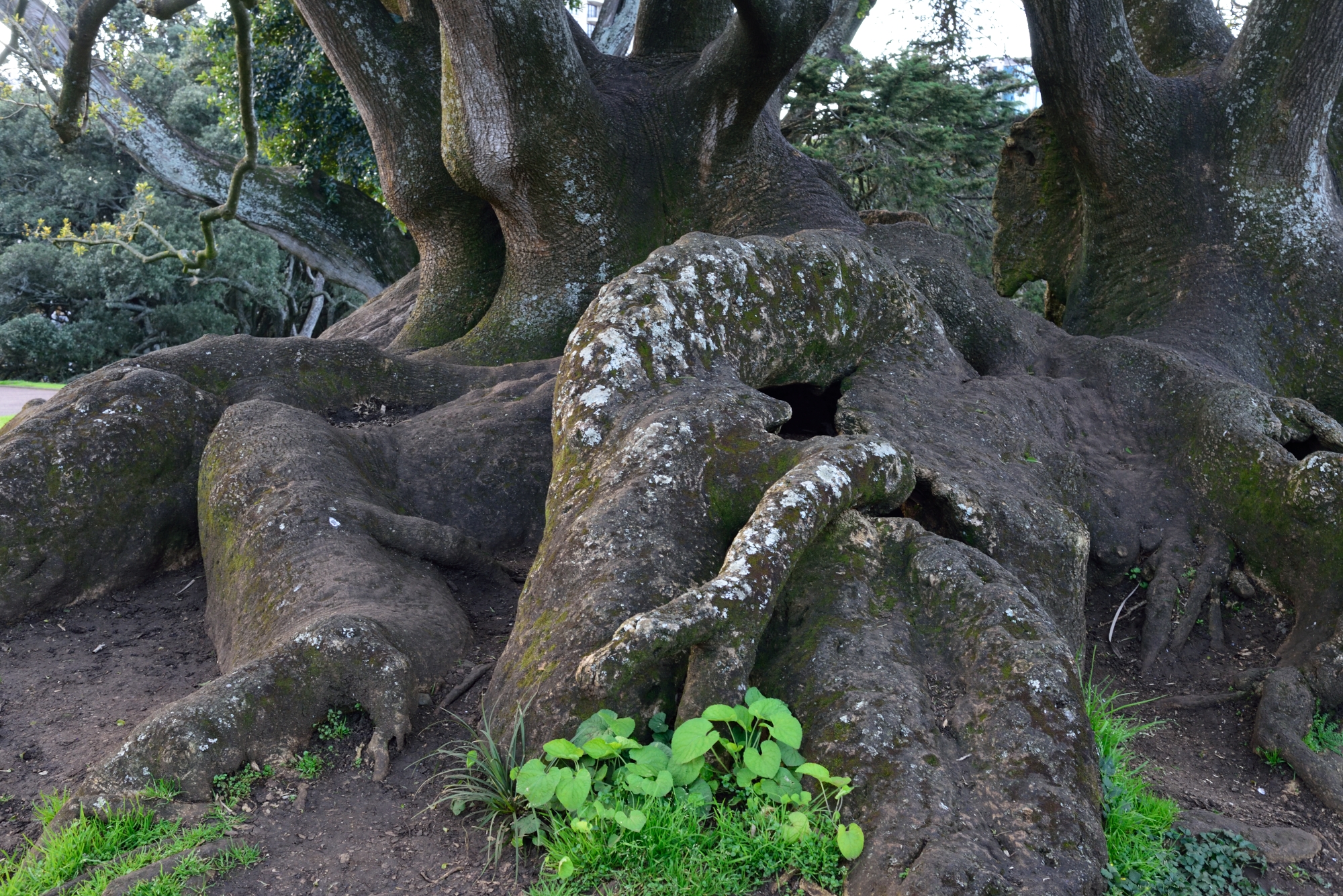amazing tree trunk and roots